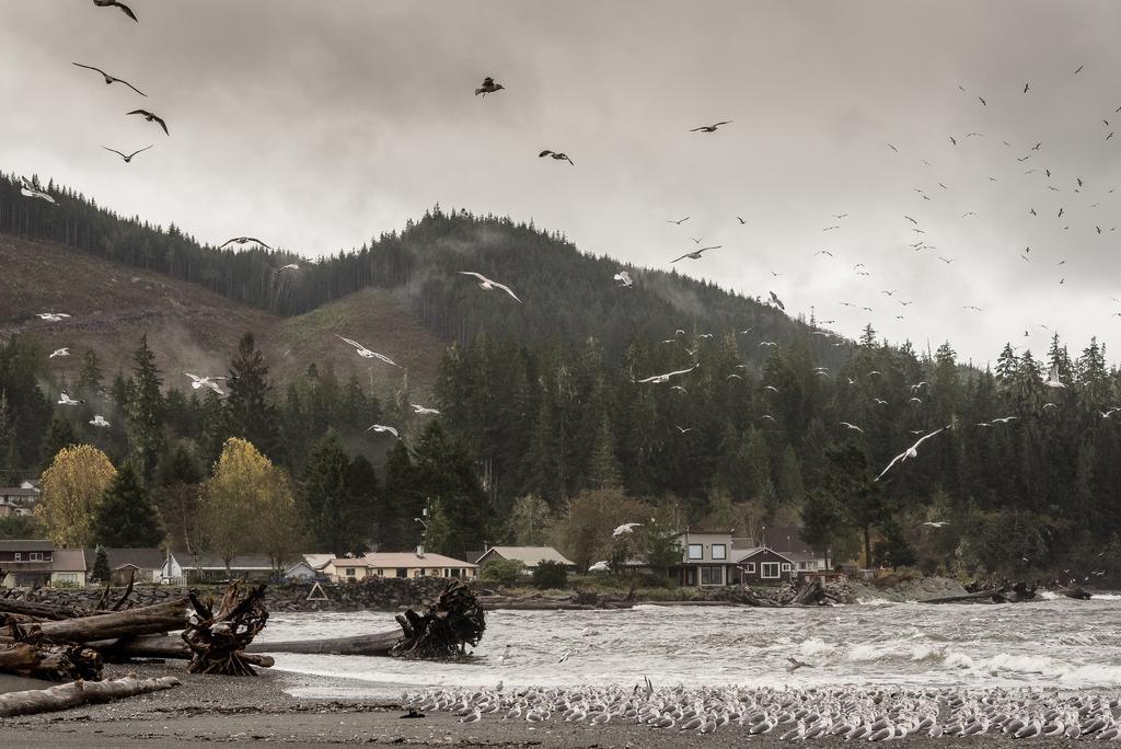 Fish Tales Cottage Port Renfrew Exterior photo